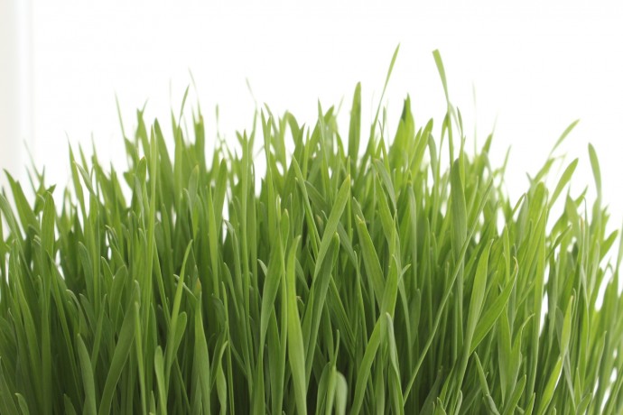 how to grow Wheatgrass