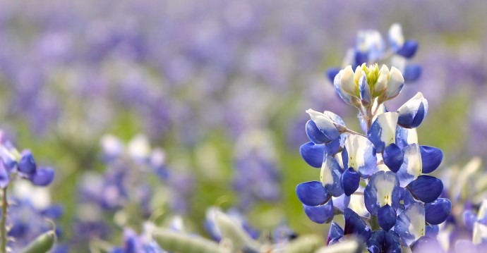 Blue Bonnets and Texas on MADE Everyday