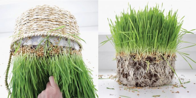 How to grow Easter Grass and Wheatgrass in a Basket on MADE Everyday with Dana Willard